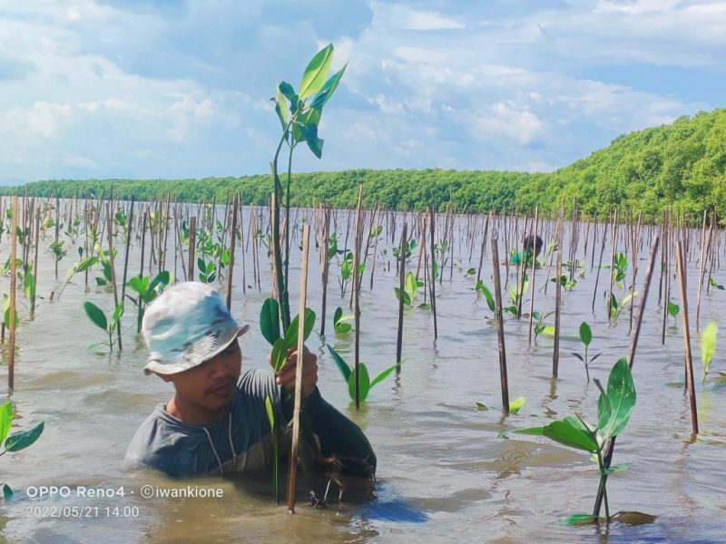 Sebanyak 39 ribu batang bibit mangrove ditanam oleh Dinas Kelautan dan Perikanan Provinsi Sulawesi Selatan di Desa Marannu, Kecamatan Lau