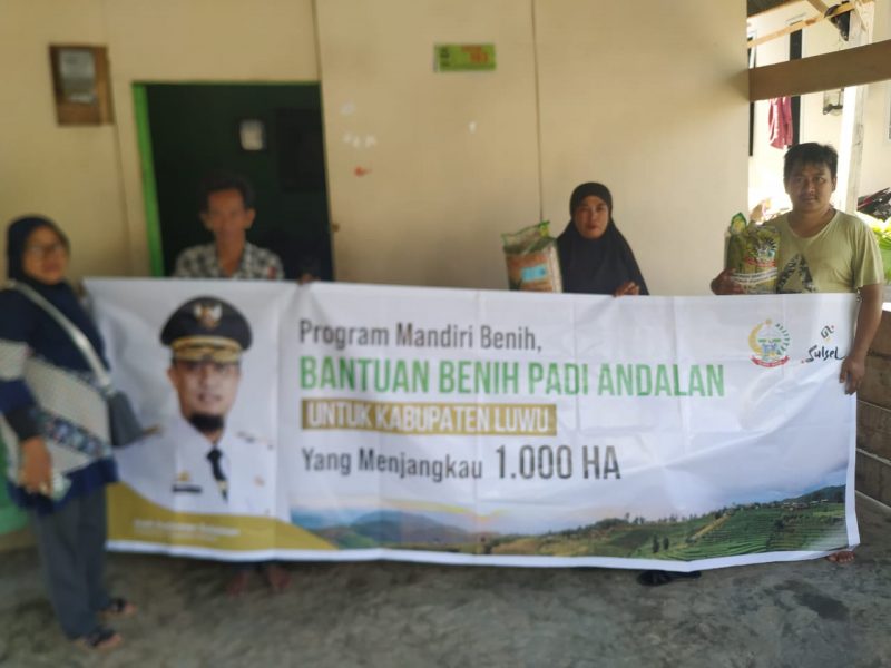 Bantuan benih padi andalan untuk Kabupaten Luwu telah disalurkan untuk menjangkau lahan pertanian masyarakat seluas 1000 hektar.