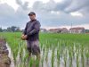 Sulitnya Mendapatkan Pupuk Bersubsidi, Petani di Pemalang Meradang
