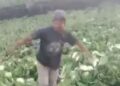 Akibat Harga sayuran yang anjlok di pasaran, Seorang Petani meluapkan amarahnya, dengan membabat tanaman kubisnya sendiri