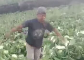 Akibat Harga sayuran yang anjlok di pasaran, Seorang Petani meluapkan amarahnya, dengan membabat tanaman kubisnya sendiri