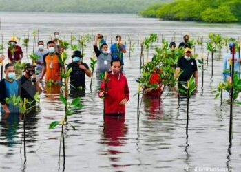 Hari Jadi ke 353 Sulsel, Pelajar Bersama Warga Tanam 250.000 Pohon Mangrove